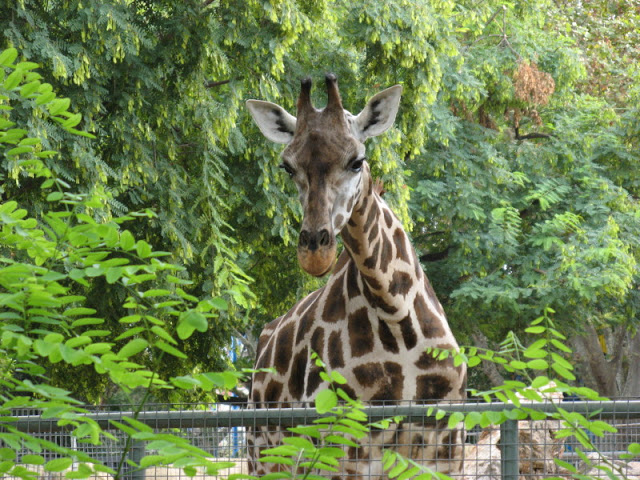 Zoo Barcelona 14.09.2009