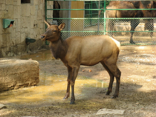 Zoo Barcelona 14.09.2009