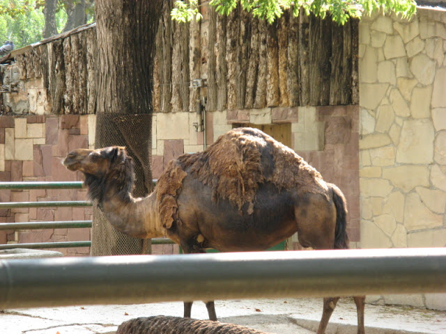 Zoo Barcelona 14.09.2009