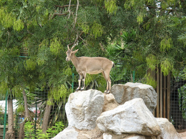 Zoo Barcelona 14.09.2009