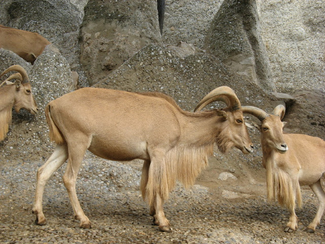 Zoo Barcelona 14.09.2009