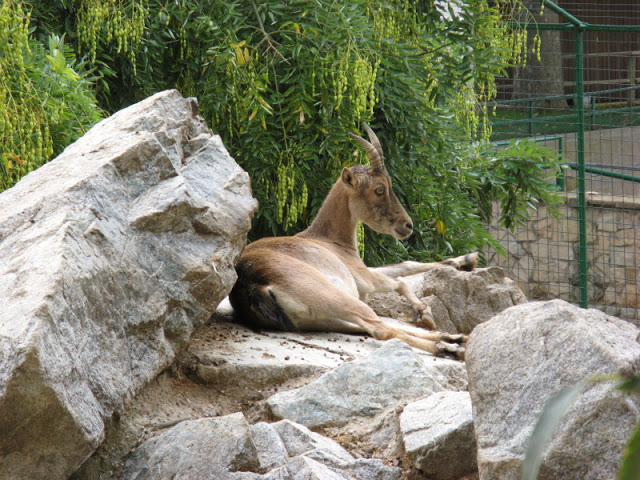 Zoo Barcelona 14.09.2009