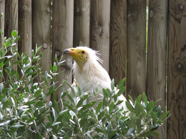 Zoo Barcelona 14.09.2009