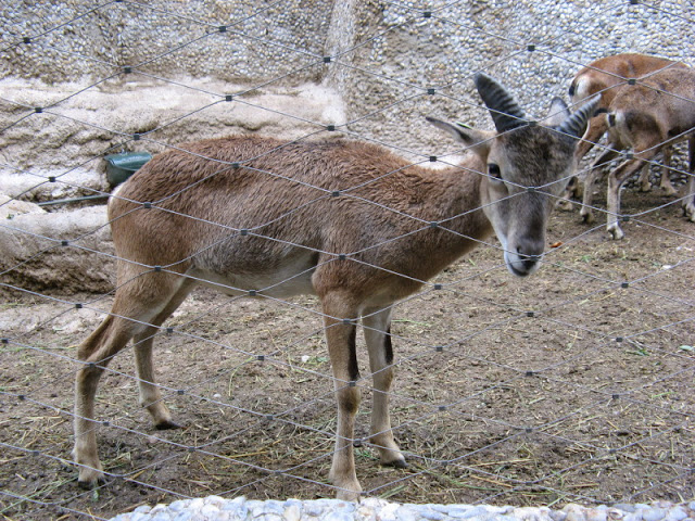 Zoo Barcelona 14.09.2009