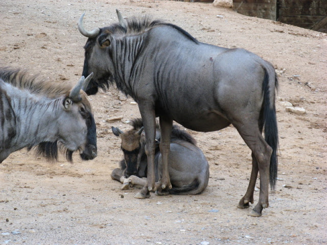 Zoo Barcelona 14.09.2009