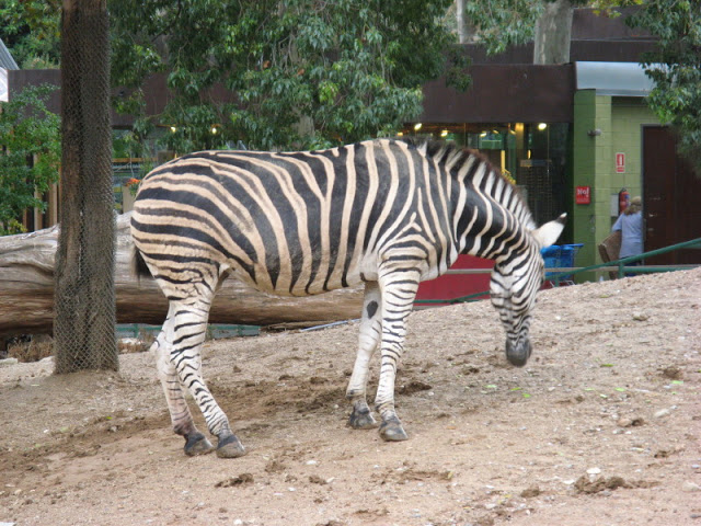 Zoo Barcelona 14.09.2009