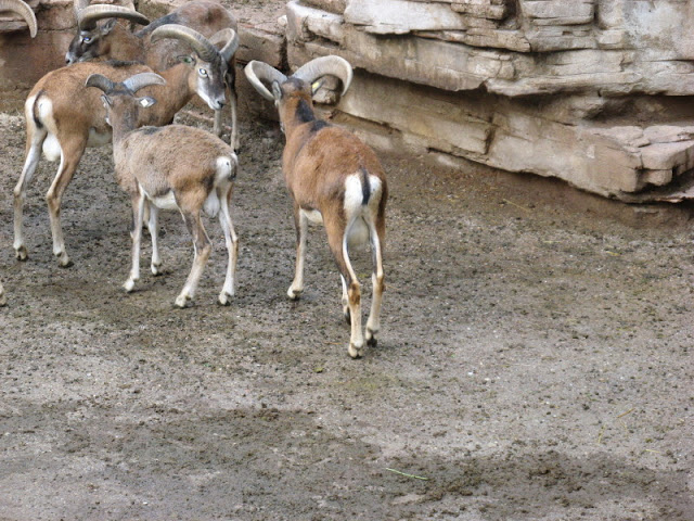 Zoo Barcelona 14.09.2009