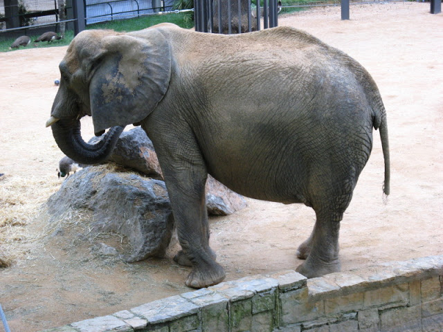 Zoo Barcelona 14.09.2009