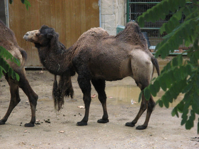Zoo Barcelona 14.09.2009