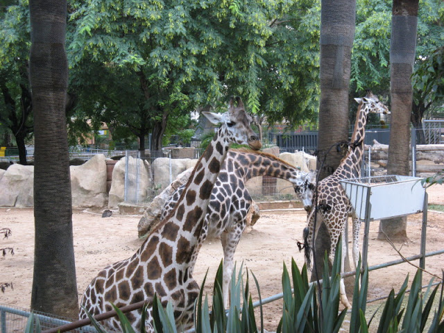Zoo Barcelona 14.09.2009