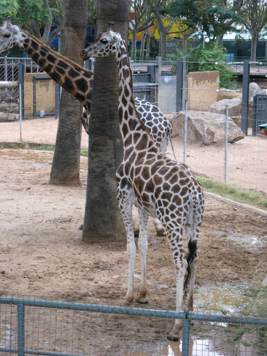 Zoo Barcelona 14.09.2009