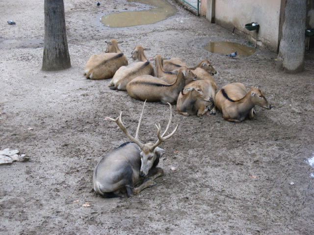 Zoo Barcelona 14.09.2009