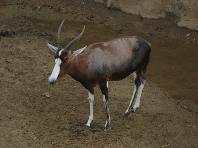 Zoo Barcelona 14.09.2009