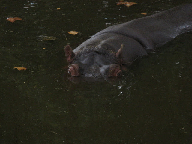 Zoo Barcelona 14.09.2009