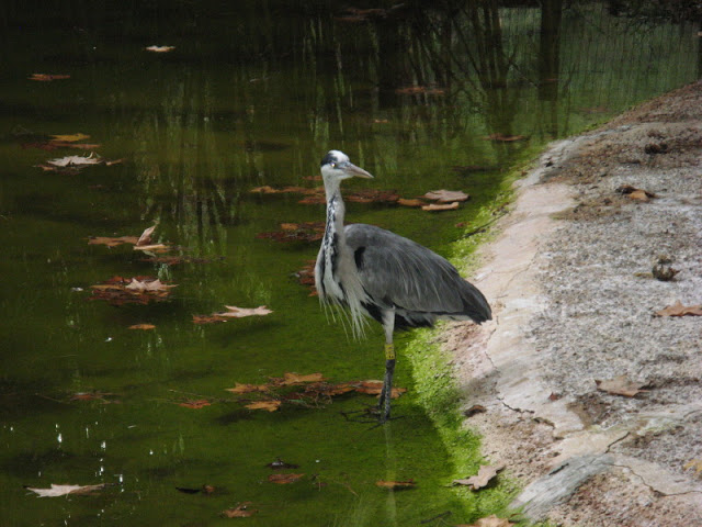 Zoo Barcelona 14.09.2009