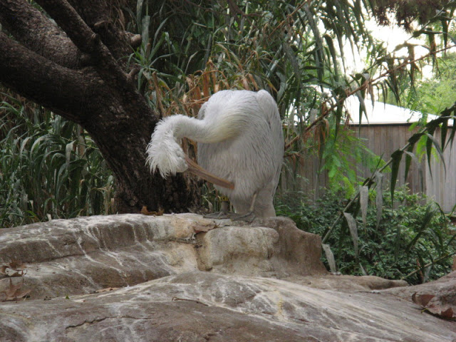Zoo Barcelona 14.09.2009
