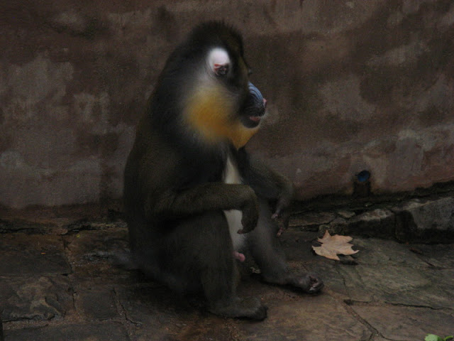 Zoo Barcelona 14.09.2009
