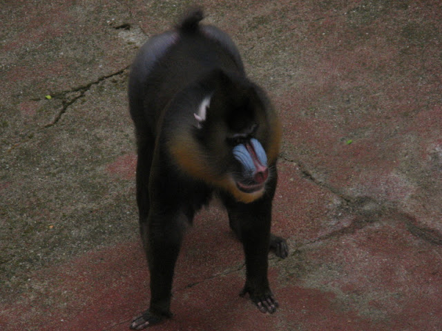 Zoo Barcelona 14.09.2009