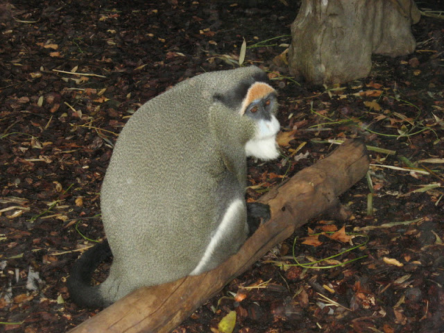 Zoo Barcelona 14.09.2009