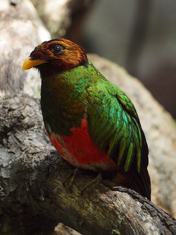 Zoo Barcelona - Golder-headed quetzal