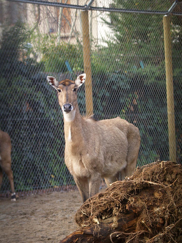 Zoo Barcelona -Nilgai