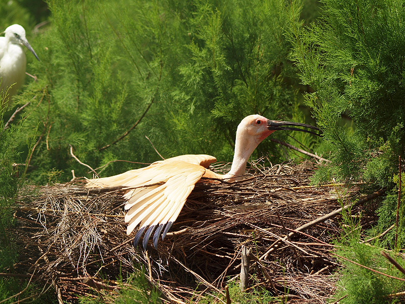 Zoo Barcelona - Scarlet ibis