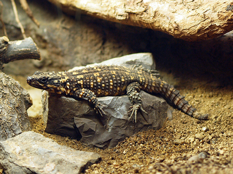 Zoo Barcelona - Spotted girdle-tailed lizard (Cordylus warreni depressus)