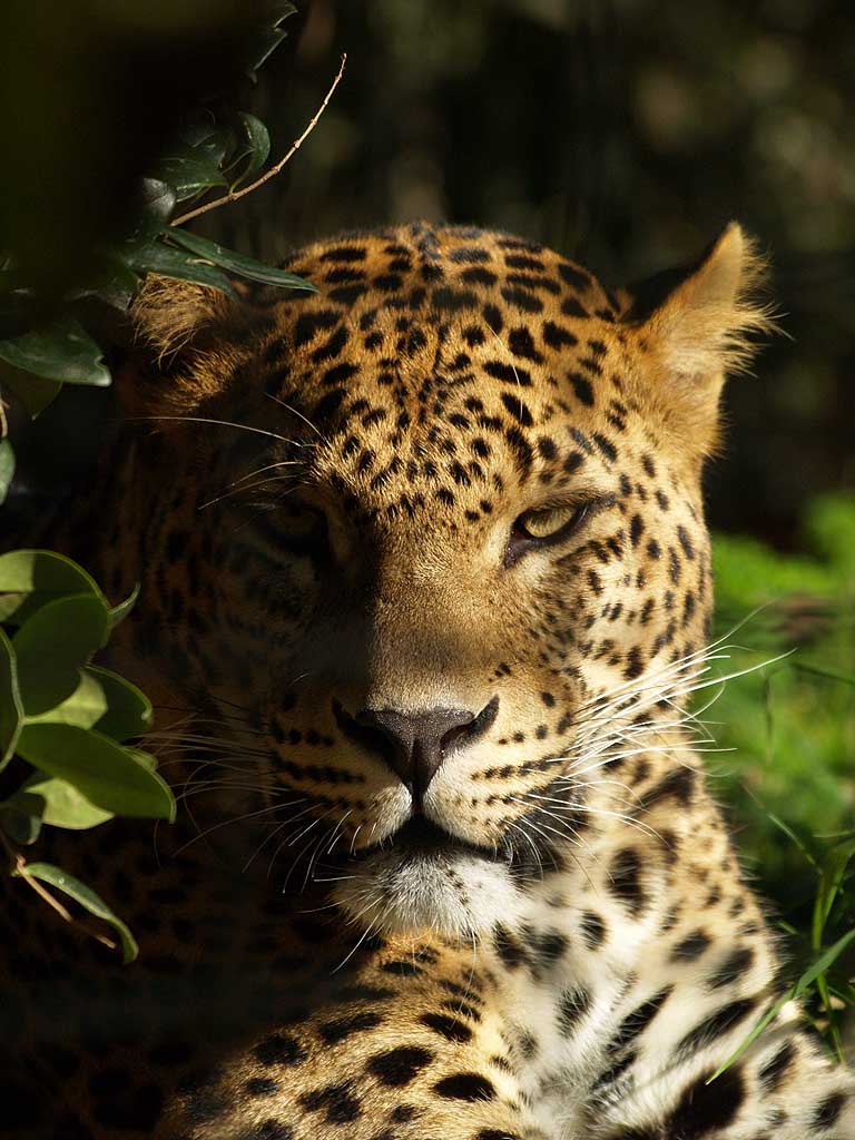 Zoo Barcelona - Sri-Lanka Leopard