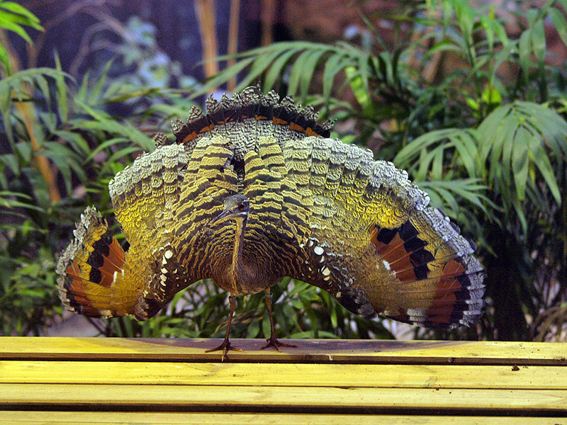 Zoo Barcelona - Sunbittern