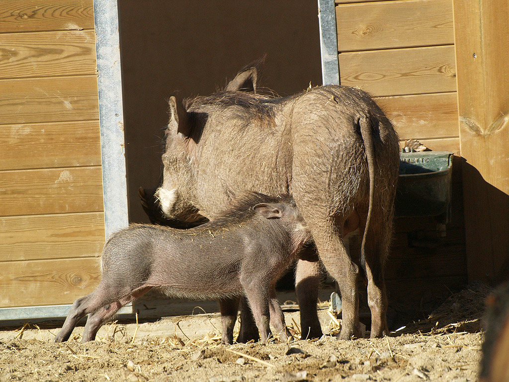 Zoo Barcelona - Warthog