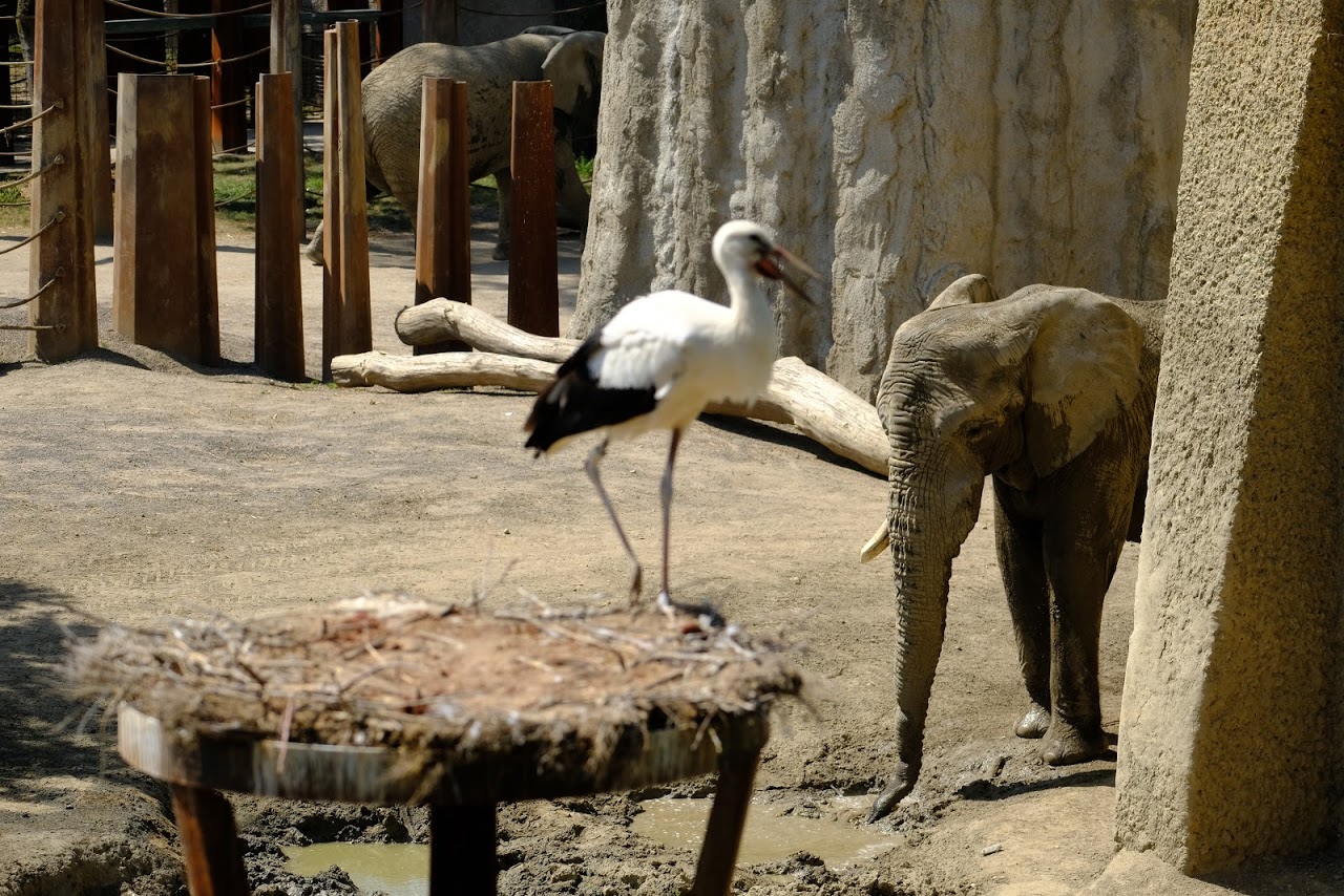 Zoo Basel- african elephant with a stork in the foreground- 2018