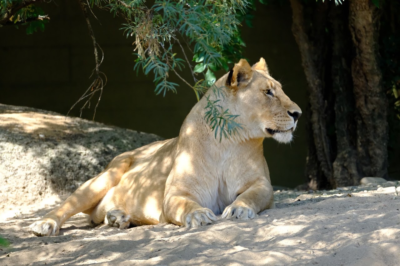 Zoo Basel- african lion- 2018