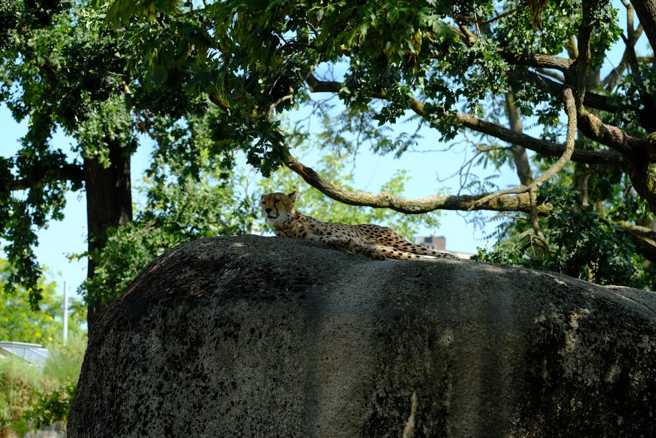 Zoo Basel- cheetah enjoying some shade- 2018