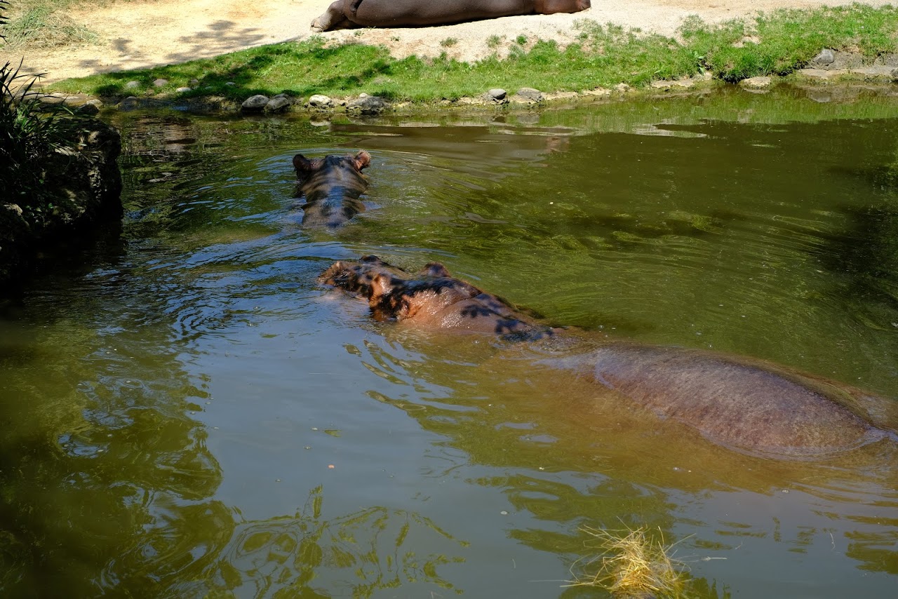 Zoo Basel- common hippopotamus- 2018