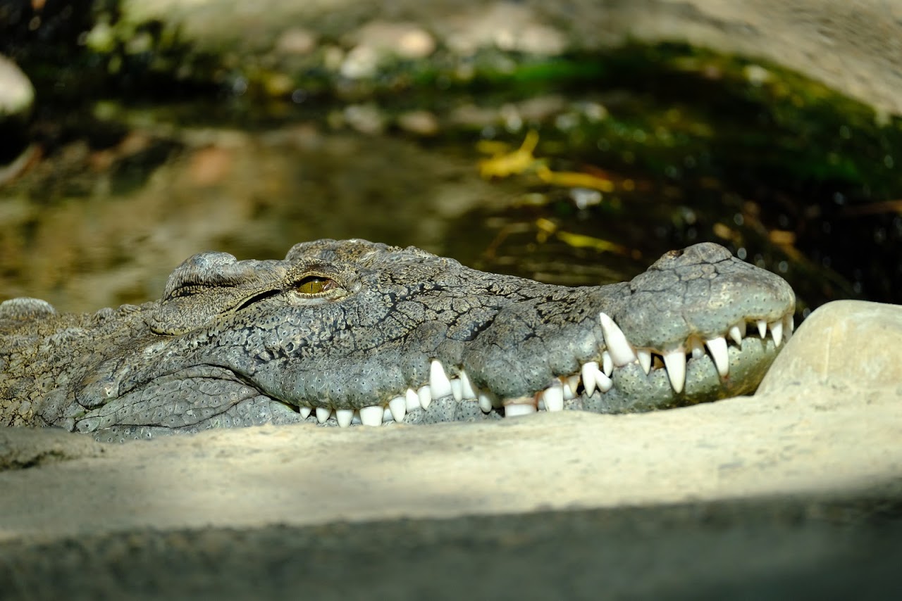 Zoo Basel- nile crocodile in the Etoscha house- 2018