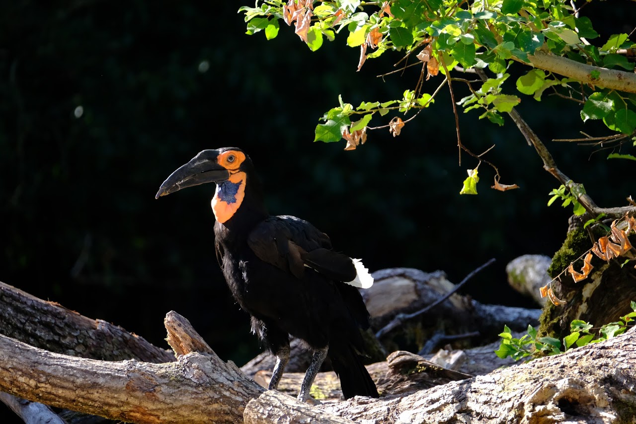Zoo Basel- southern ground hornbill- 2018