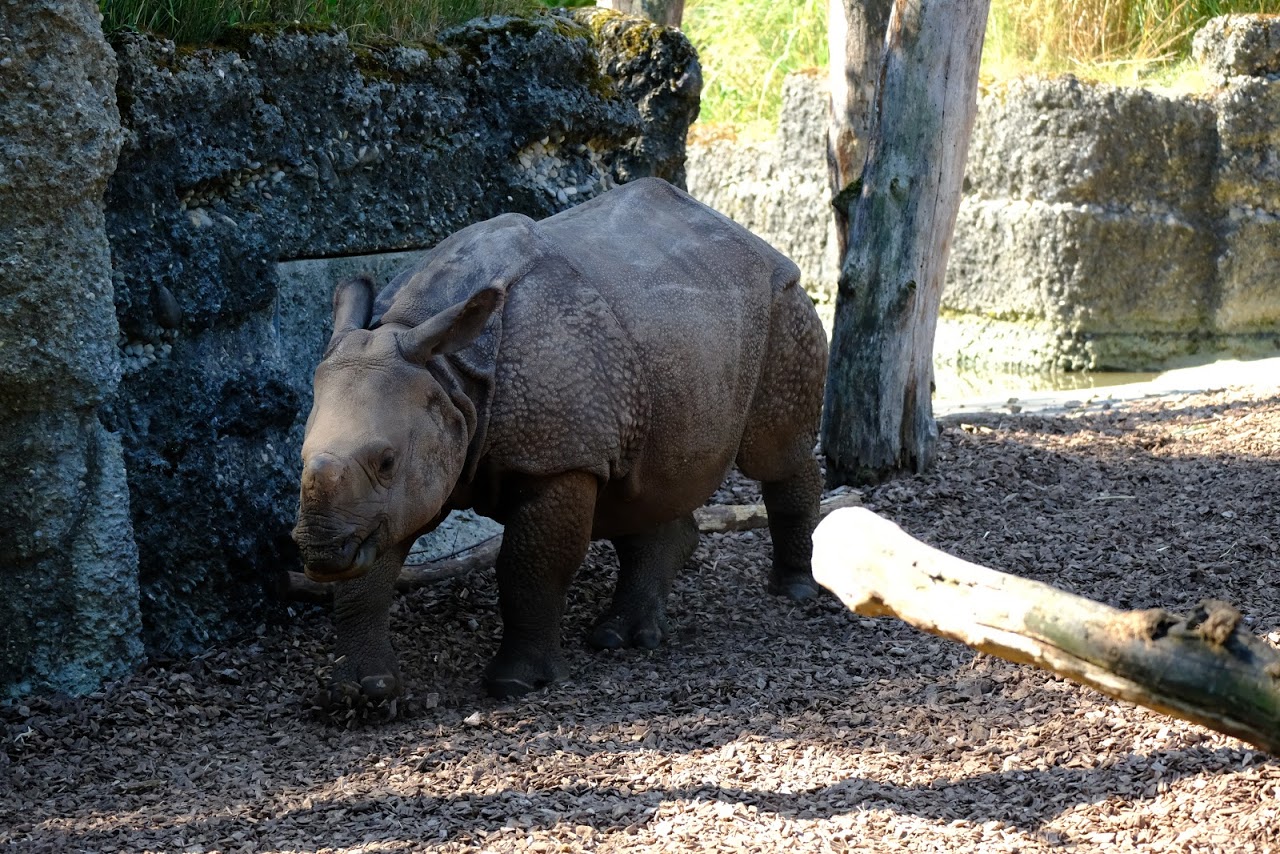 Zoo Basel- young great one-horned rhinoceros- 2018