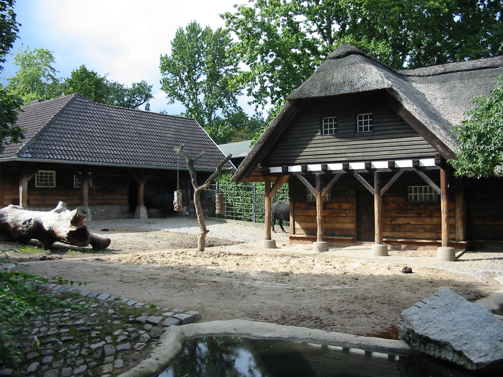 Zoo Berlin 2004 - African Buffalo exhibit?