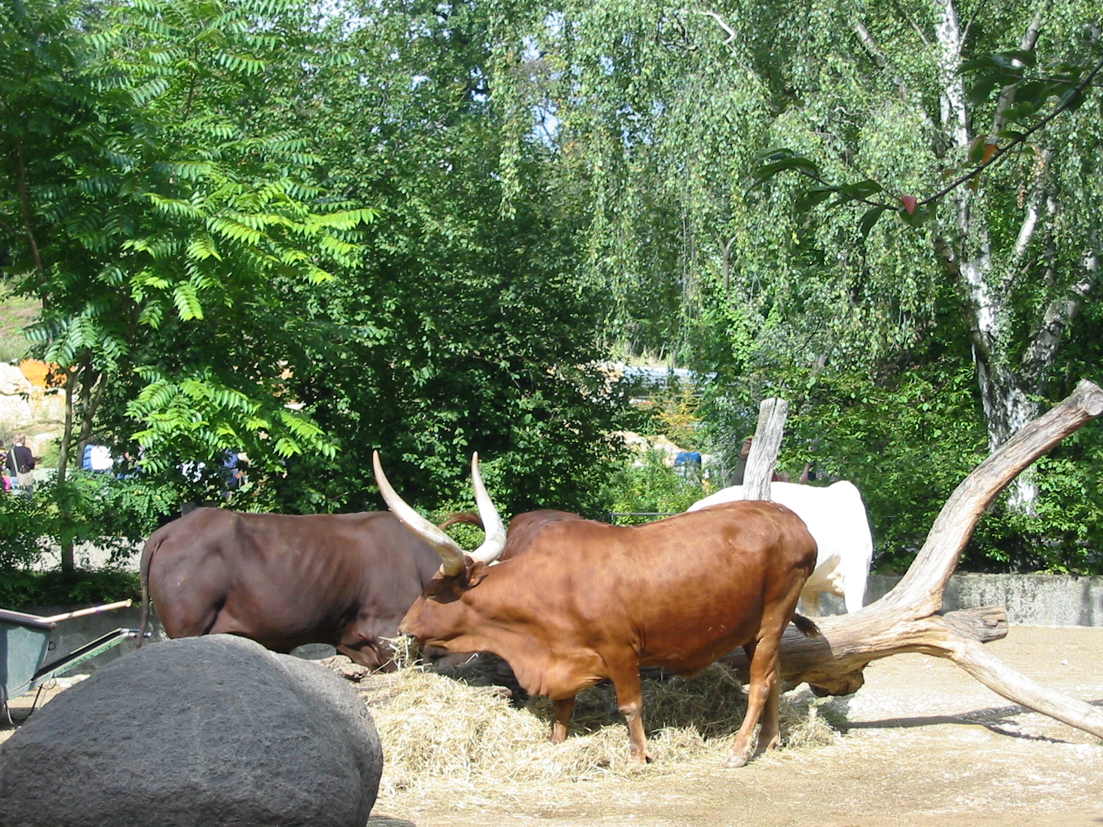 Zoo Berlin 2004 - Ankole Cattle