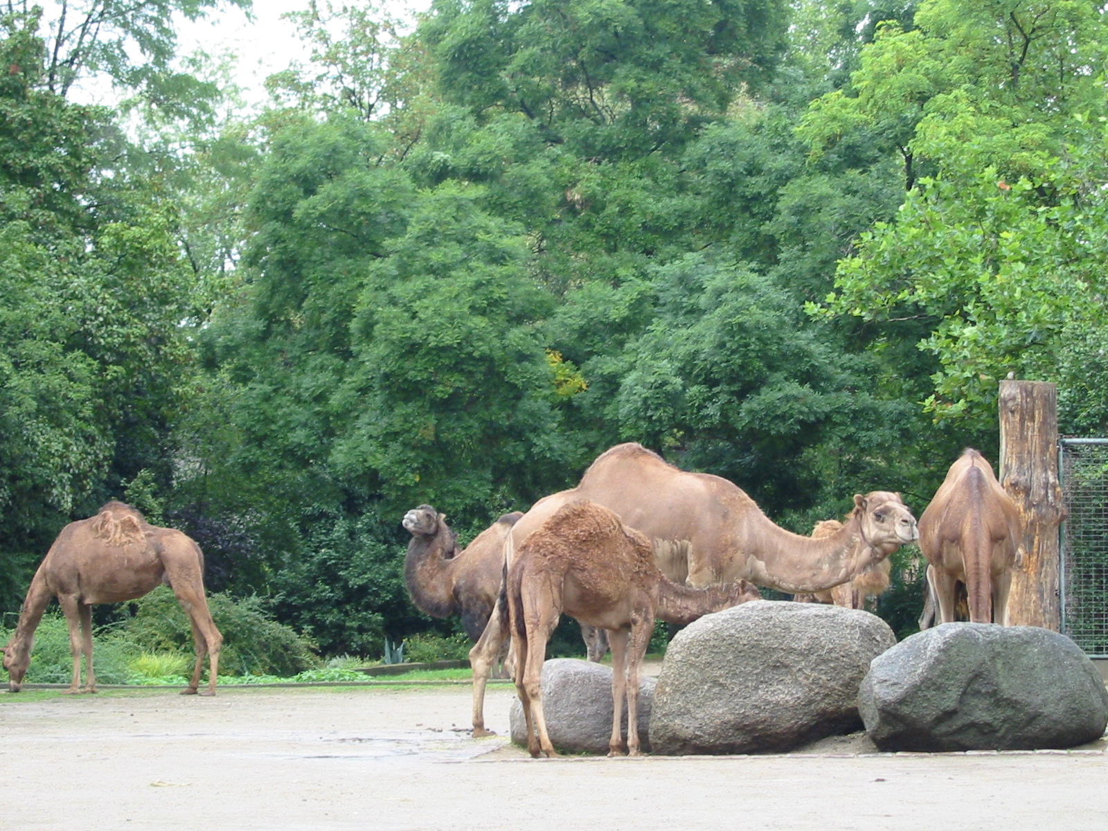 Zoo Berlin 2004 - Arabian Camel exhibit
