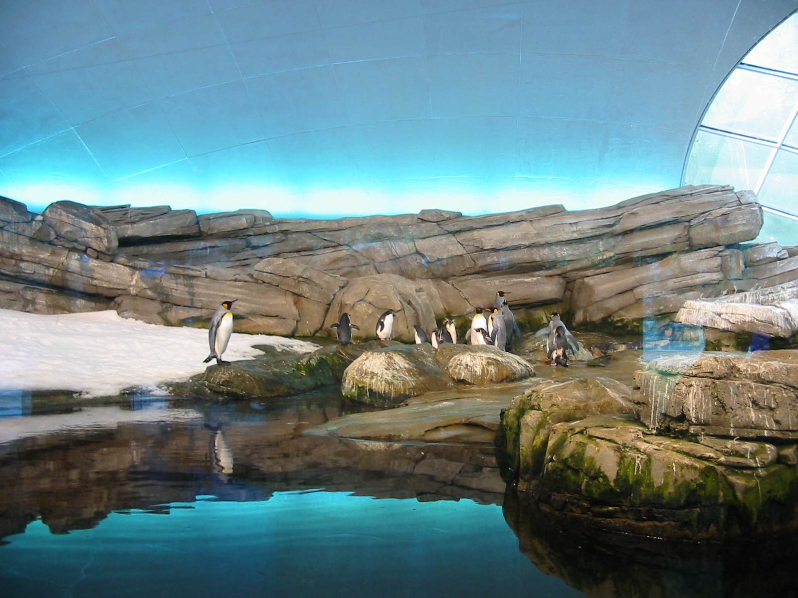 Zoo Berlin 2004 - Artic Penguin dome