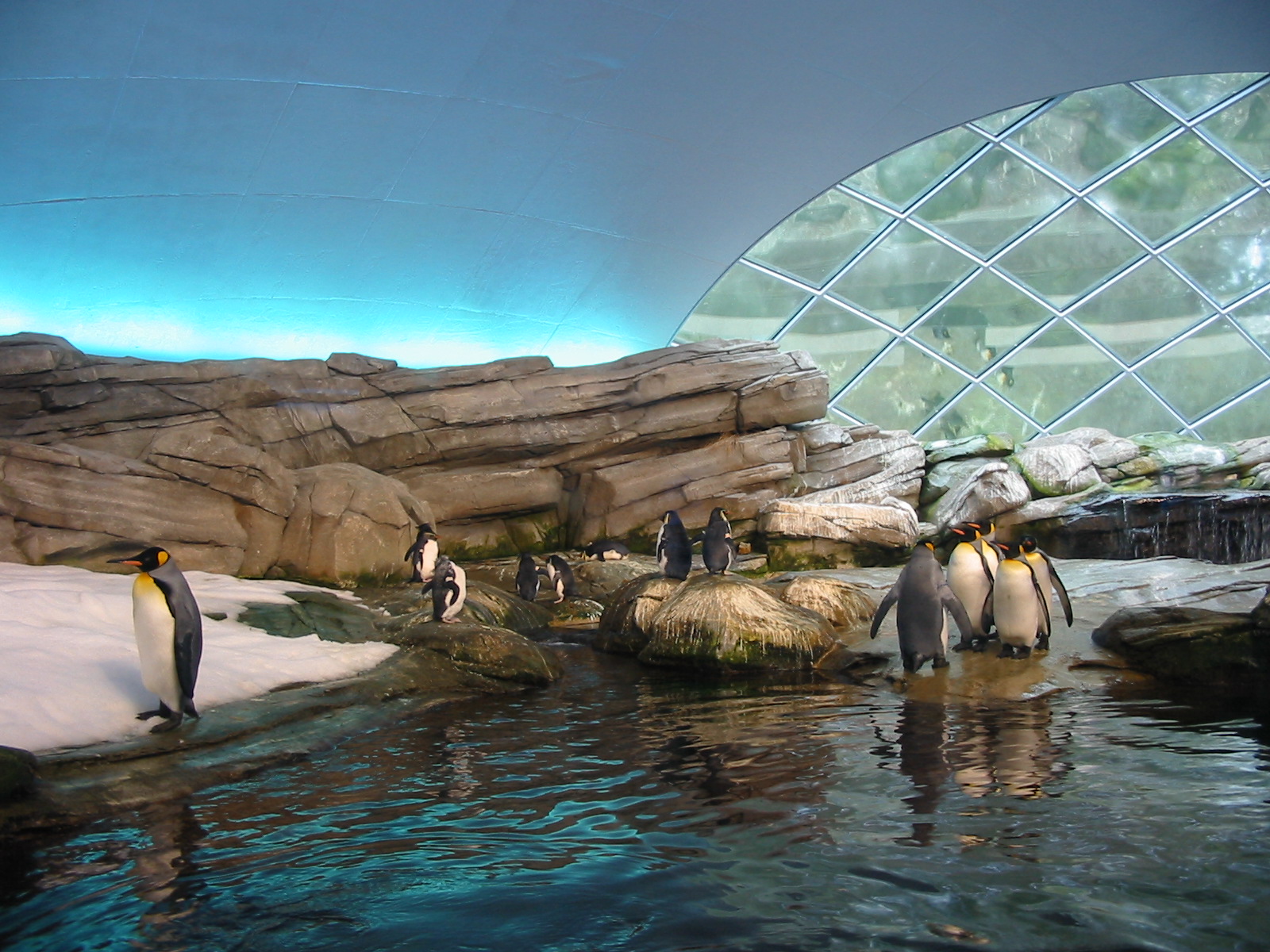 Zoo Berlin 2004 - Artic Penguin dome