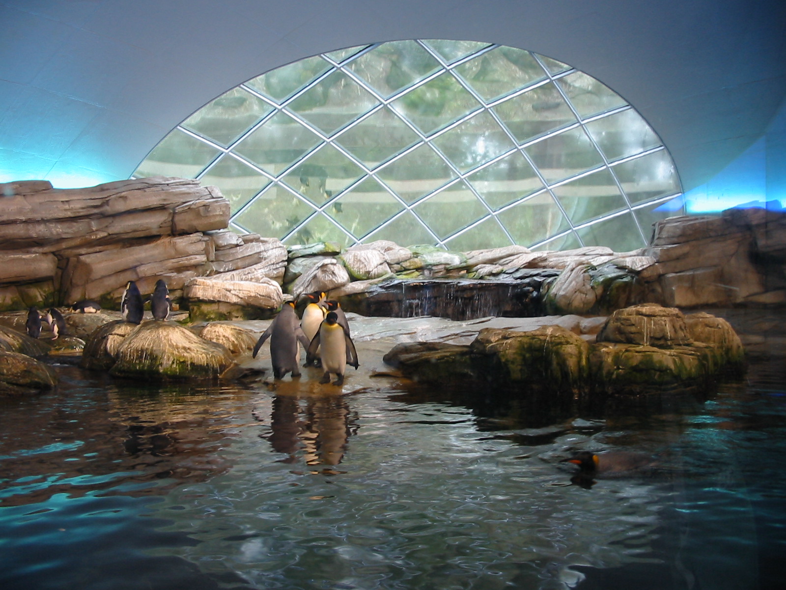 Zoo Berlin 2004 - Artic Penguin dome