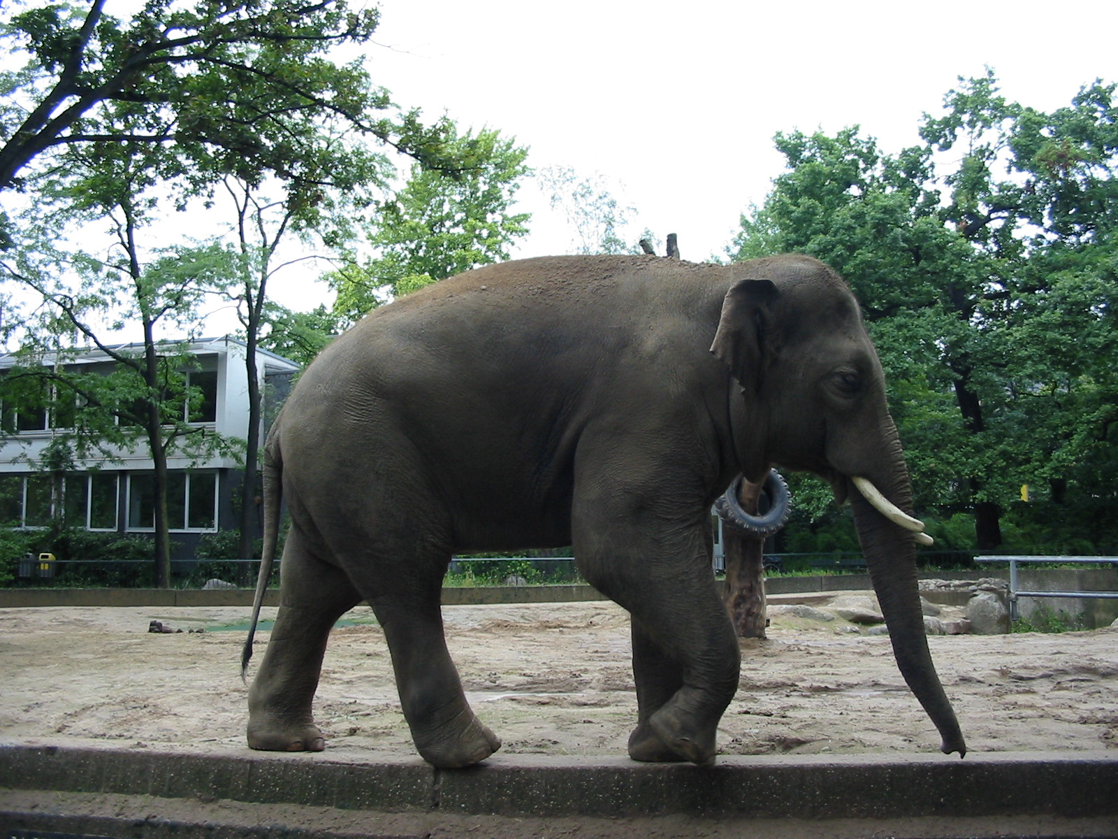 Zoo Berlin 2004 - Asiatic Elephant