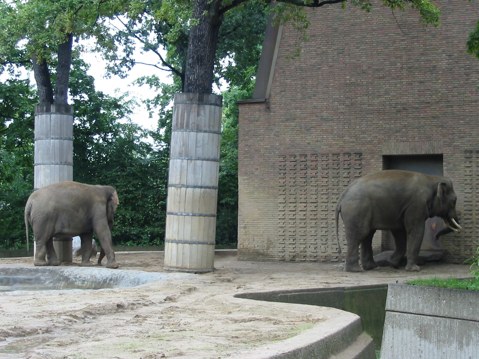 Zoo Berlin 2004 - Asiatic Elephants