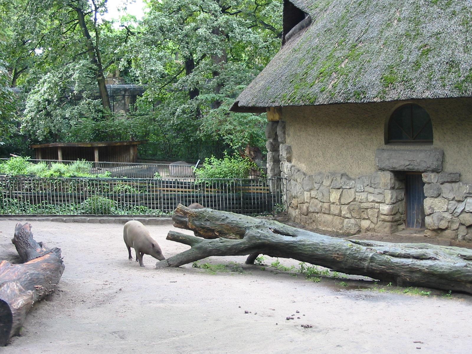 Zoo Berlin 2004 - Babirusa at the historic Swine House