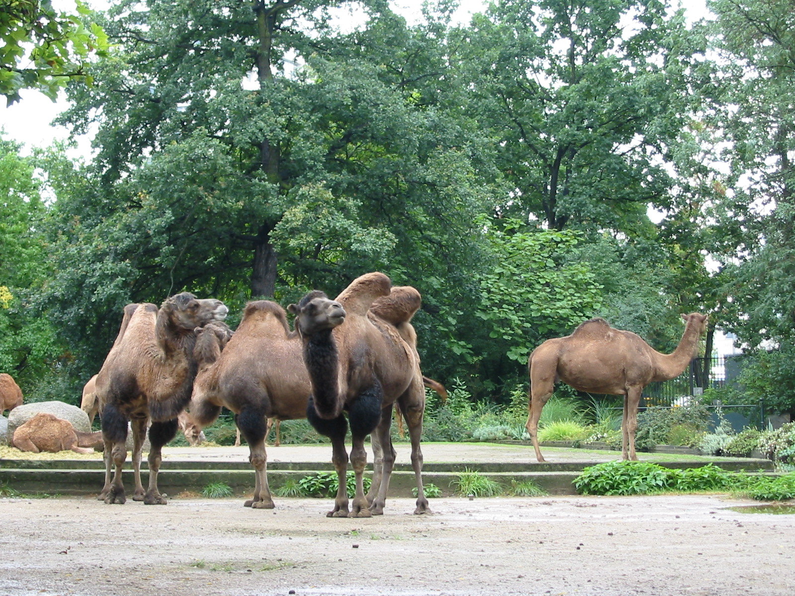 Zoo Berlin 2004 - Bactrian Camels in the foreground and Arabian Camels in t