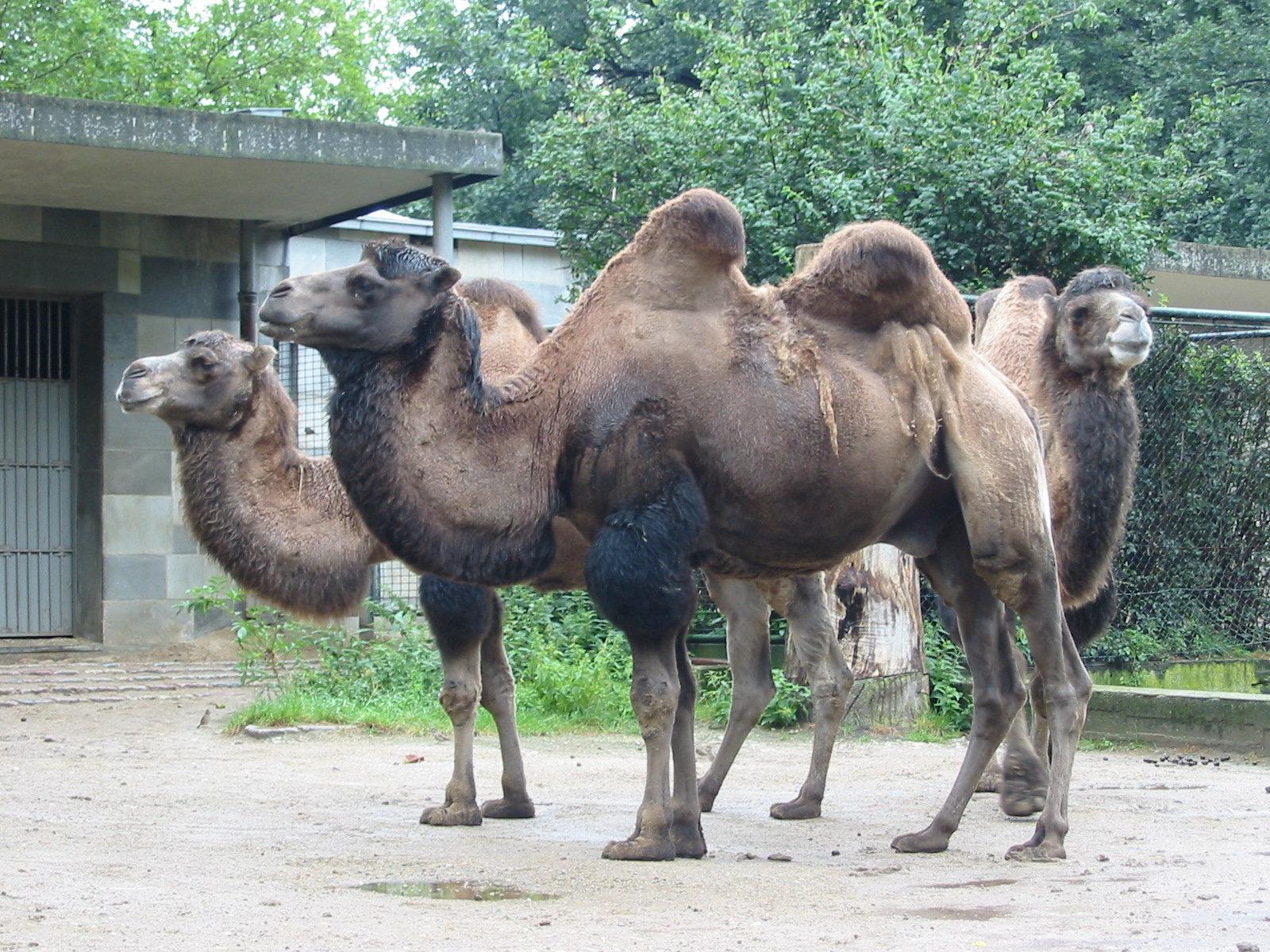 Zoo Berlin 2004 - Bactrian Camels