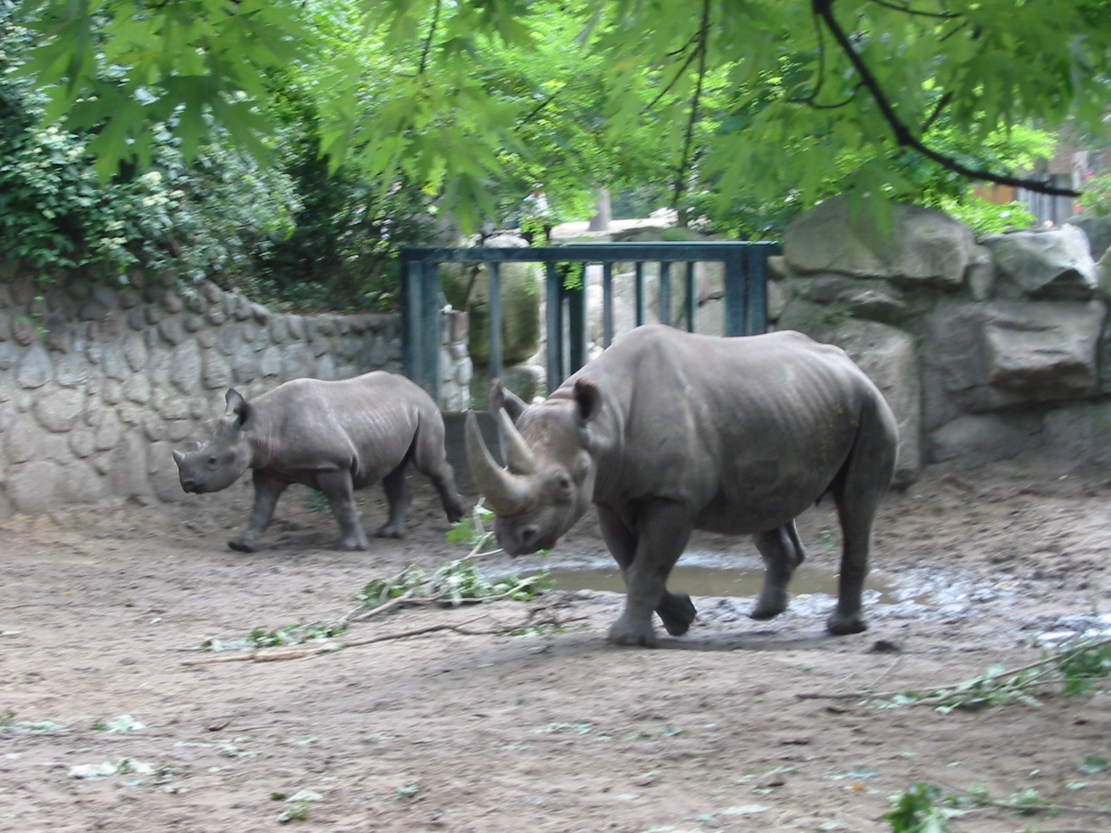 Zoo Berlin 2004 - Black Rhinoceros and calf