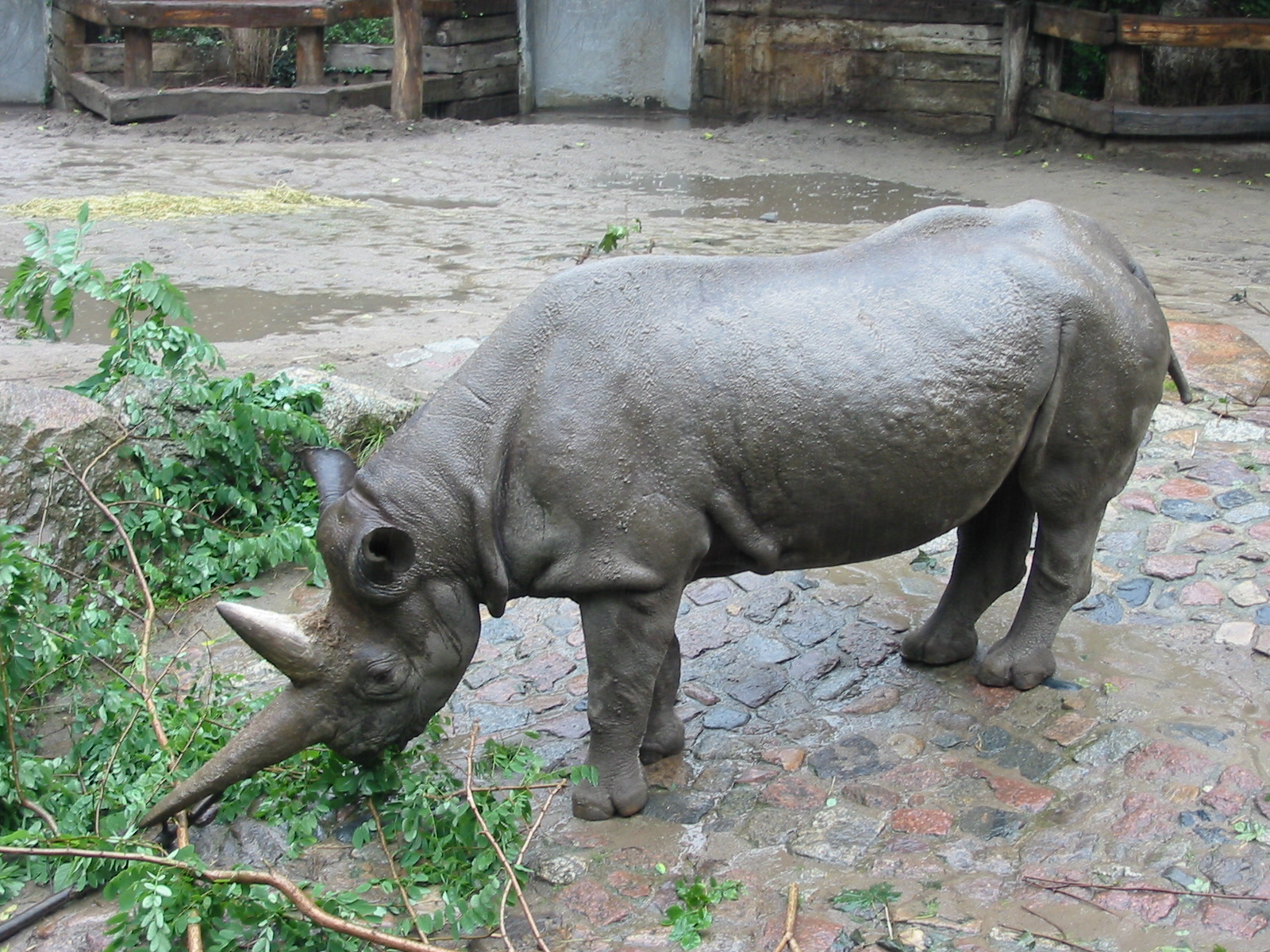 Zoo Berlin 2004 - Black Rhinoceros with an unusual horn